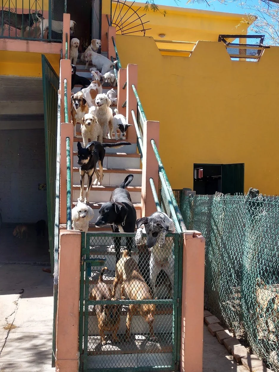 Many rescue dogs gathered on stairs at the Mazatlán shelter.
