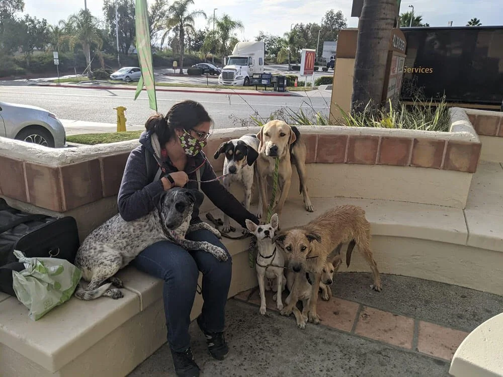 Volunteer with rescued dogs in transit to the United States.