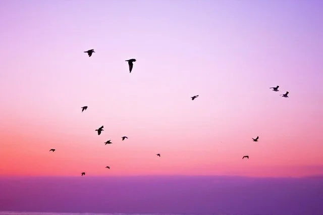 Birds against a pink and purple sunset.
