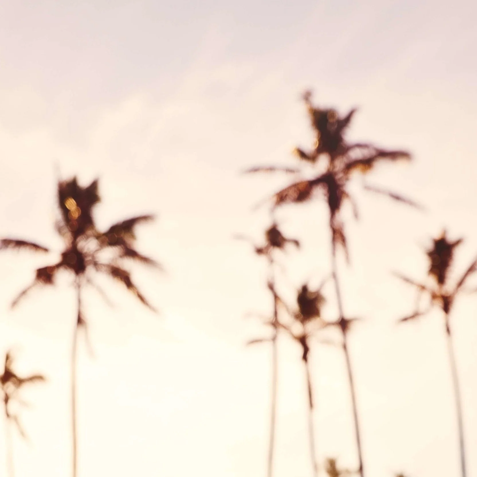 Mazatlán palms at sunset