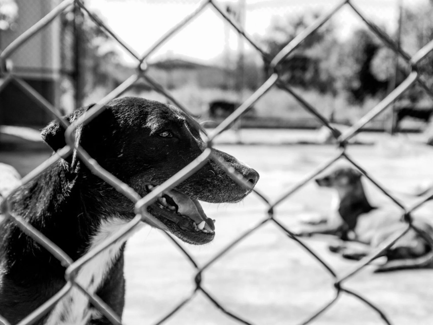 A rescue dog at our local Mazatlán animal sanctuary