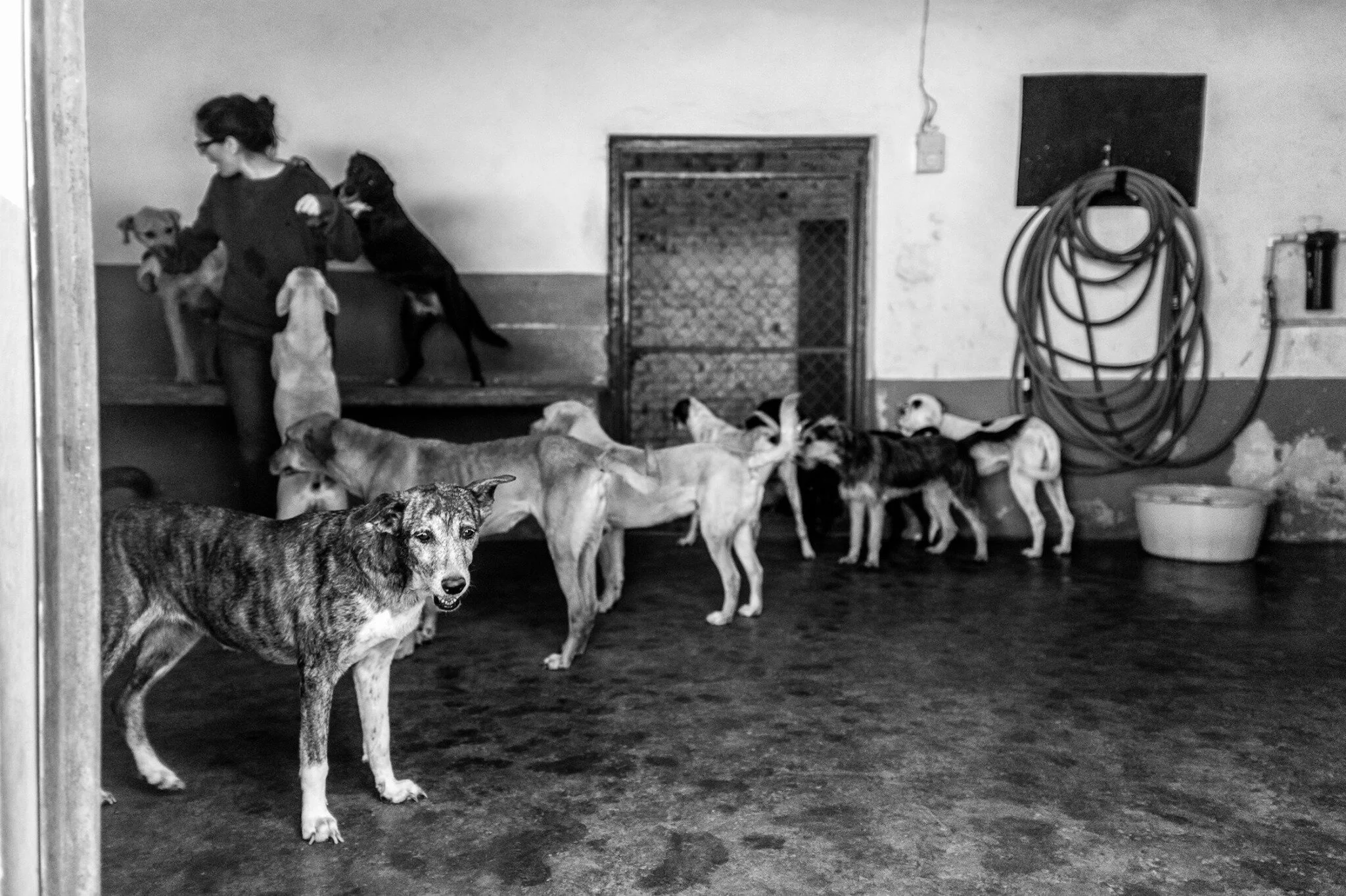 A volunteer caring for rescue dogs