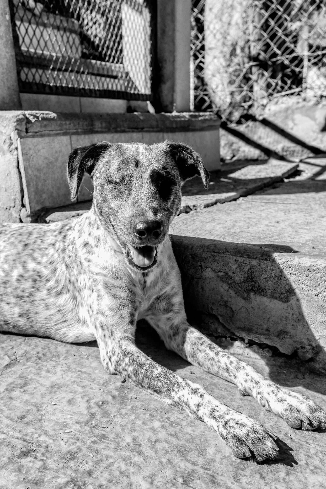 A spotted dog resting in the sun