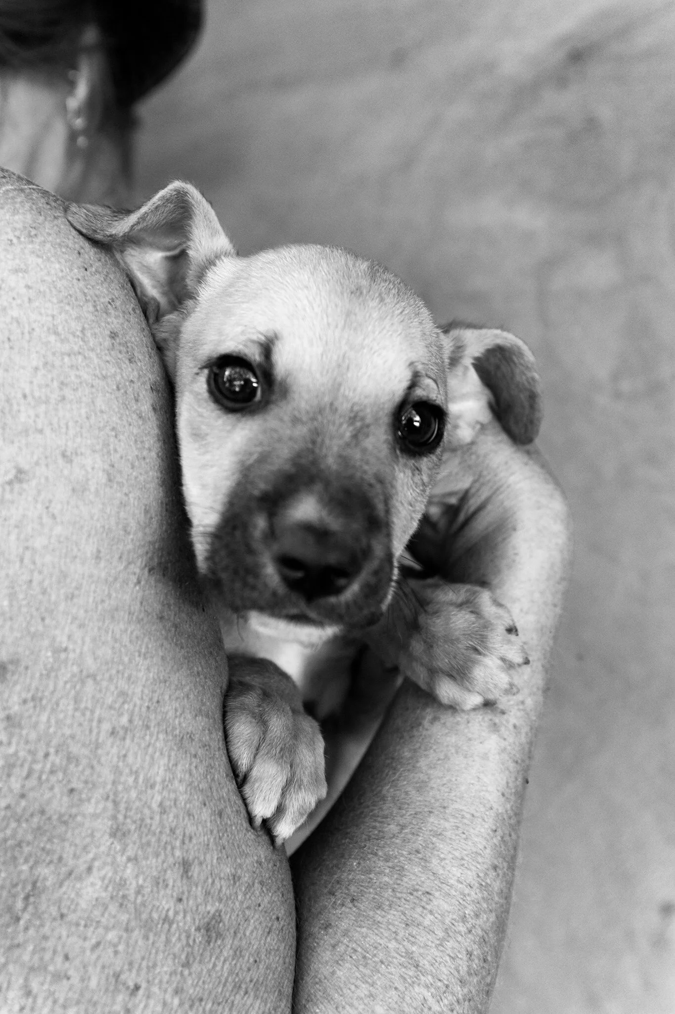 A volunteer holding a rescued puppy