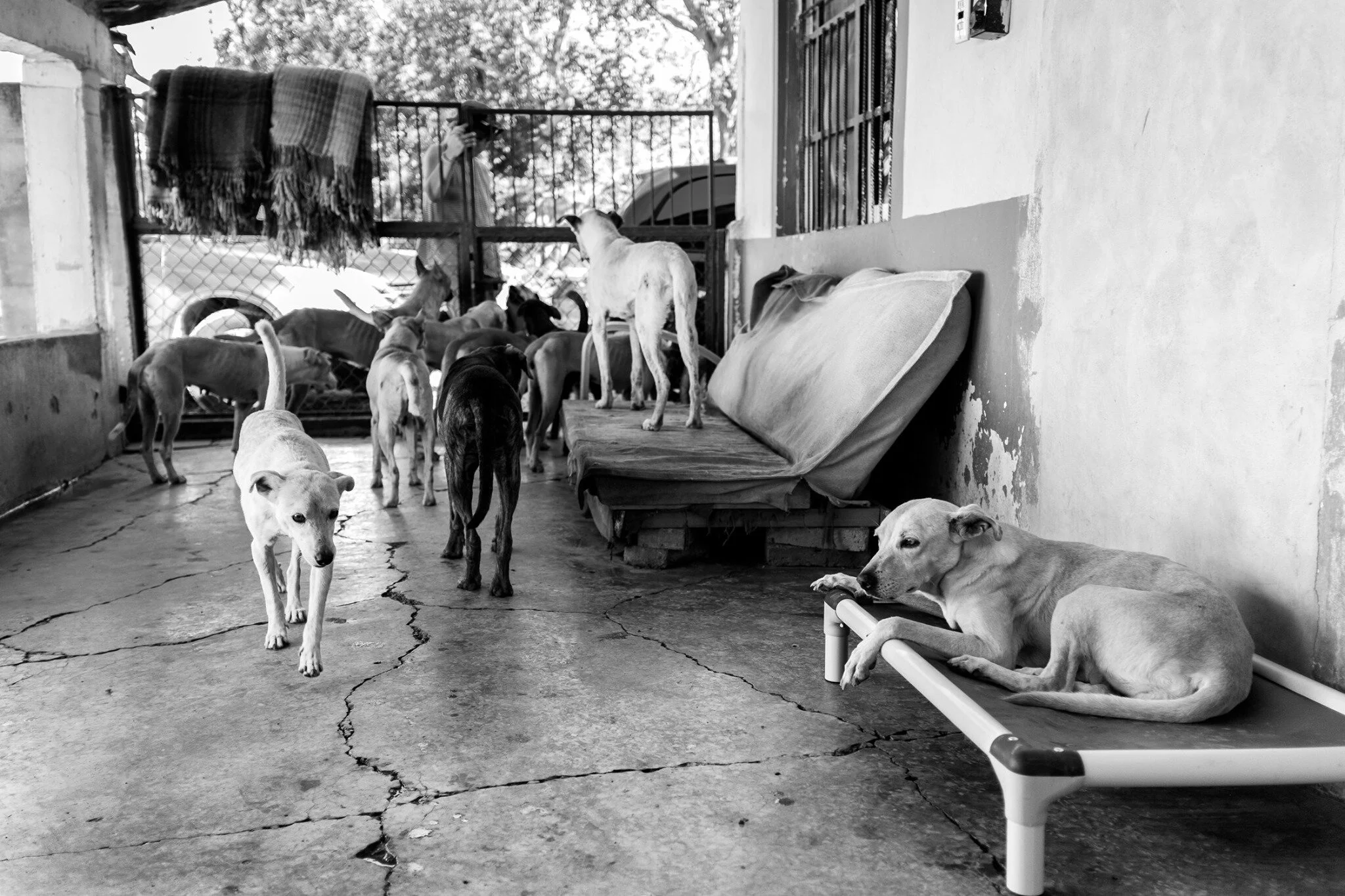 Rescue dogs at Hope Sanctuary
