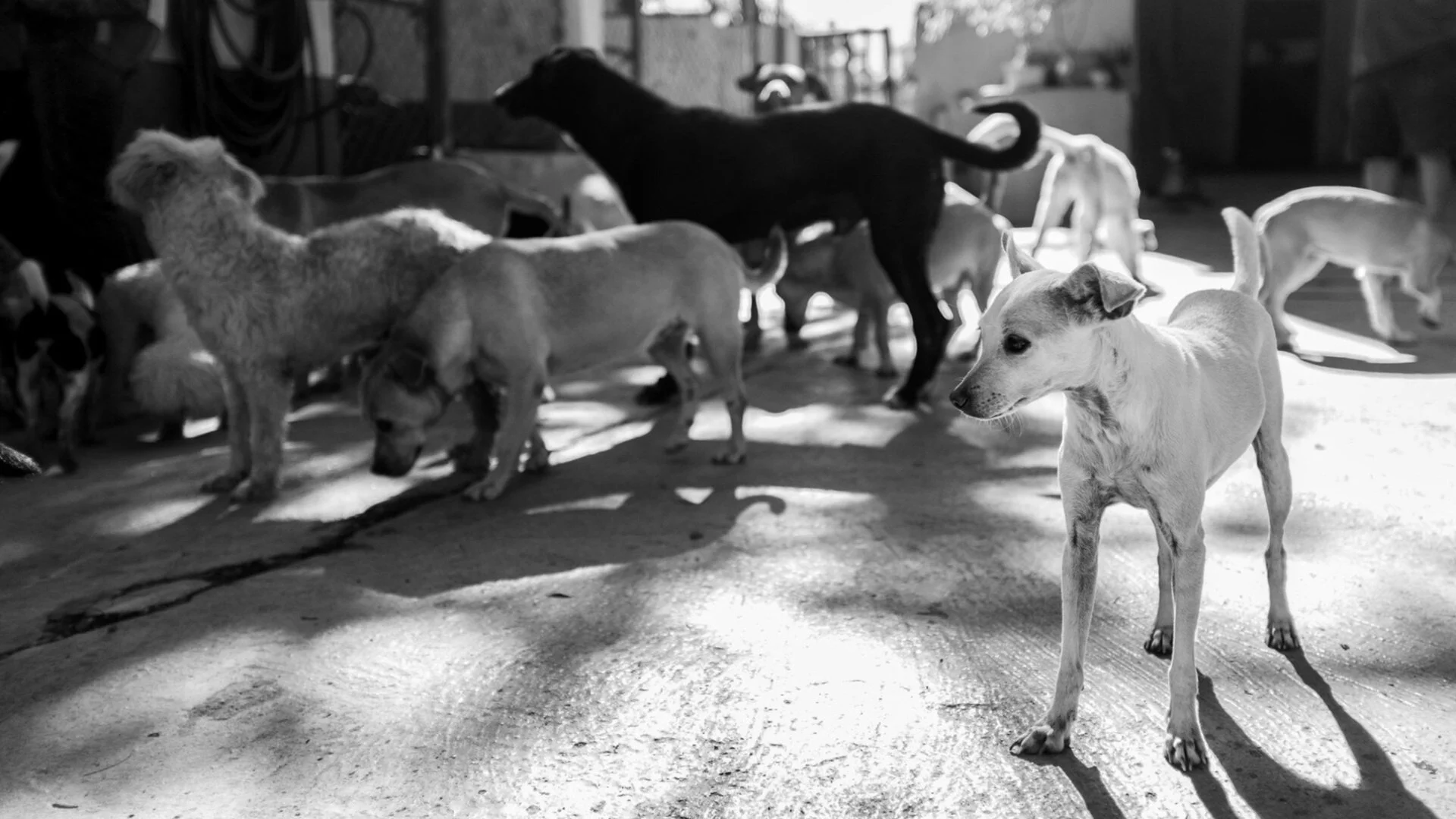 Rescued dogs gathered at the sanctuary